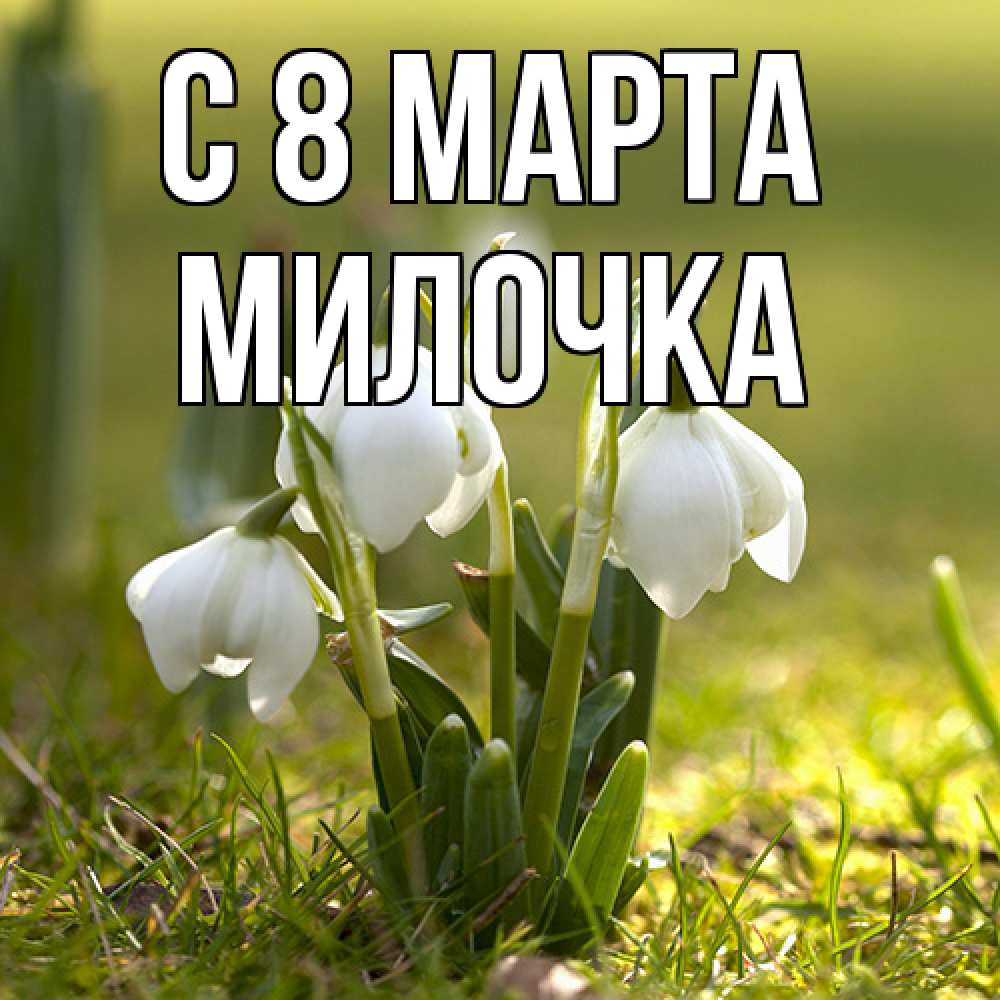 Открытка на каждый день с именем, Милочка C 8 МАРТА ранние цветы 2 Прикольная открытка с пожеланием онлайн скачать бесплатно 