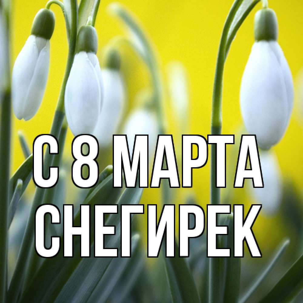 Открытка на каждый день с именем, снегирек C 8 МАРТА весенние цветы Прикольная открытка с пожеланием онлайн скачать бесплатно 