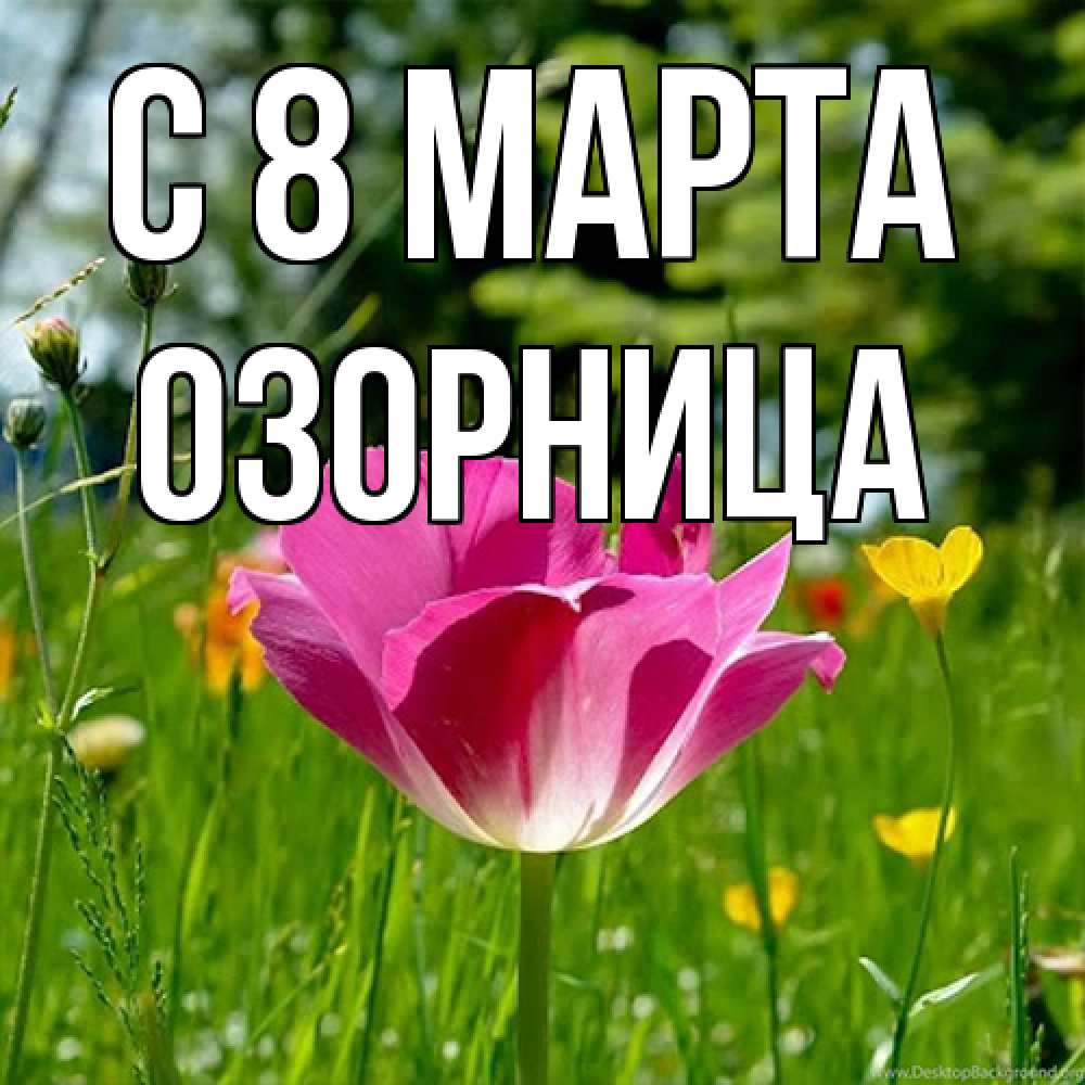Открытка на каждый день с именем, Озорница C 8 МАРТА полевые цветы Прикольная открытка с пожеланием онлайн скачать бесплатно 