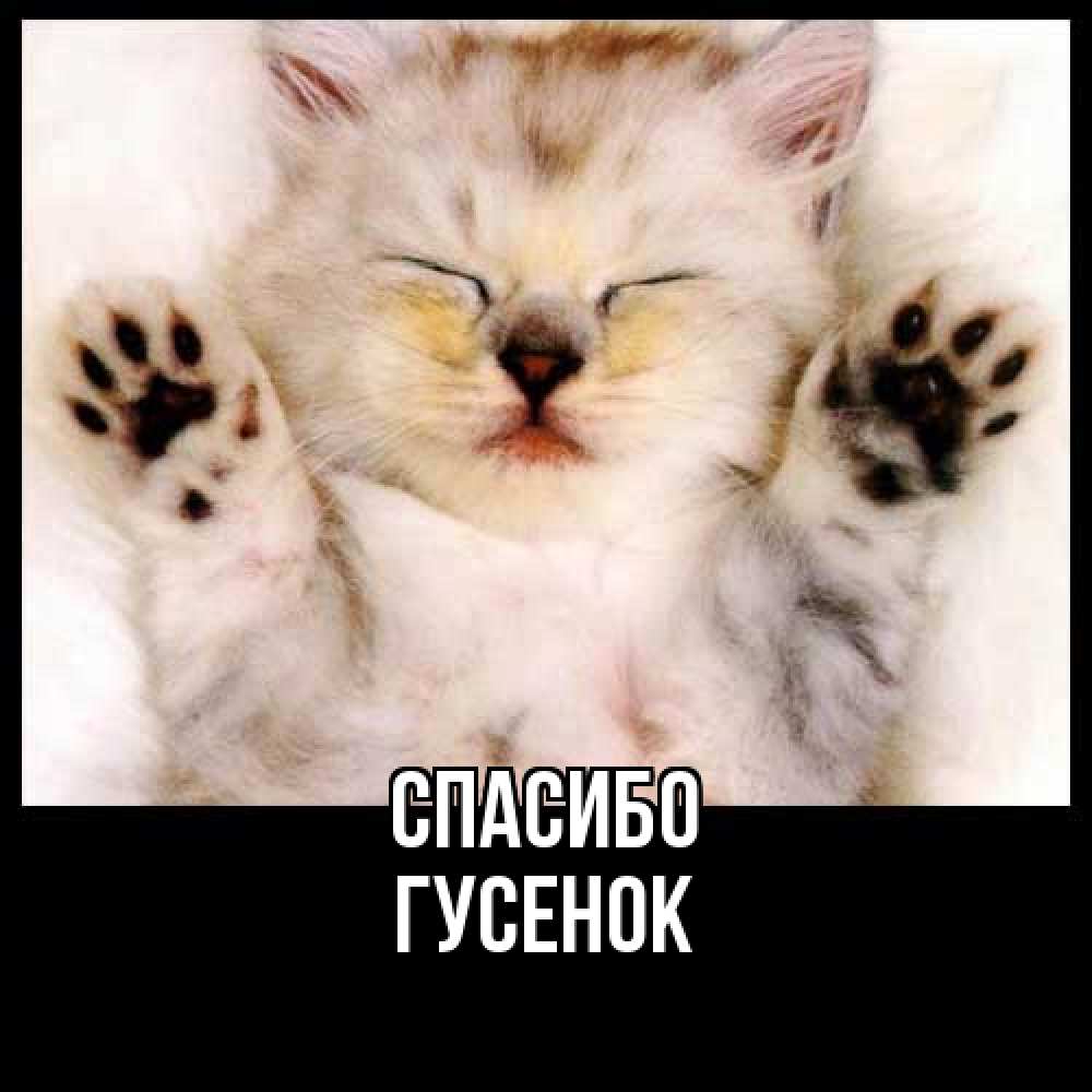 Открытка на каждый день с именем, гусенок Спасибо маленький котенок Прикольная открытка с пожеланием онлайн скачать бесплатно 