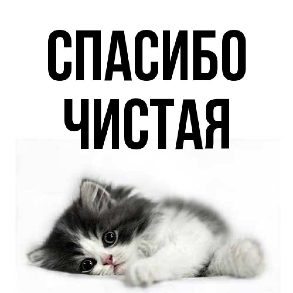 Открытка на каждый день с именем, Чистая Спасибо черный и белый кот Прикольная открытка с пожеланием онлайн скачать бесплатно 