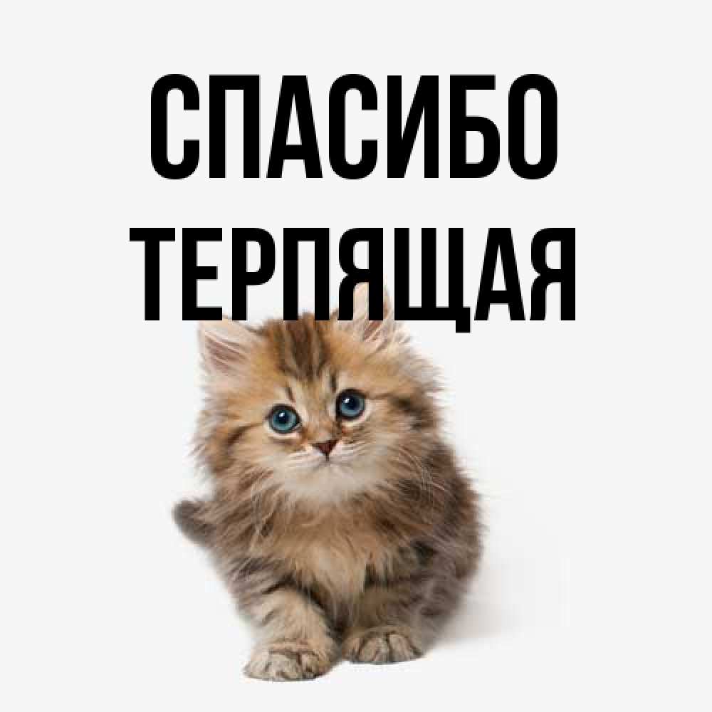 Открытка на каждый день с именем, Теpпящая Спасибо пушистый котик Прикольная открытка с пожеланием онлайн скачать бесплатно 