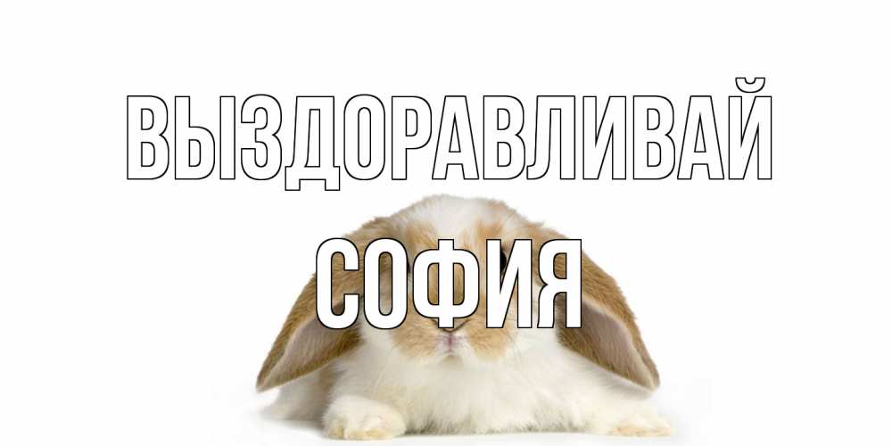 Открытка на каждый день с именем, София Выздоравливай вислоухий кролик белого и коричневого цвета Прикольная открытка с пожеланием онлайн скачать бесплатно 