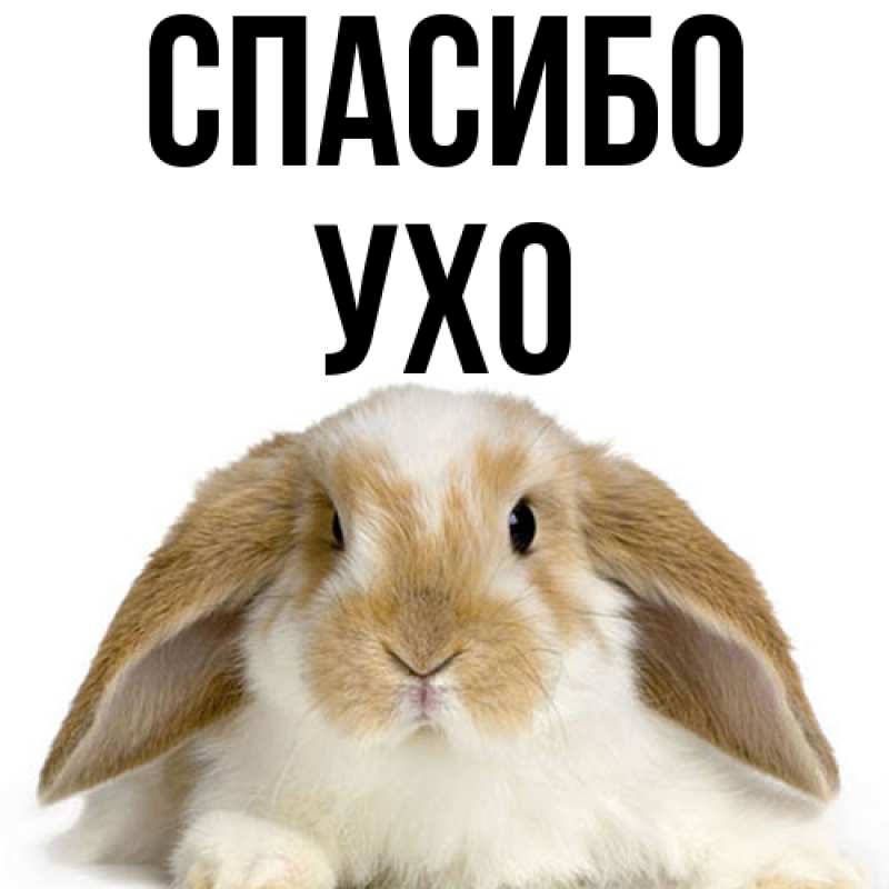 Картинка Спасибо, Ухо