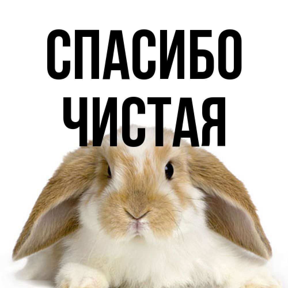 Открытка на каждый день с именем, Чистая Спасибо коричнево белый заяц Прикольная открытка с пожеланием онлайн скачать бесплатно 