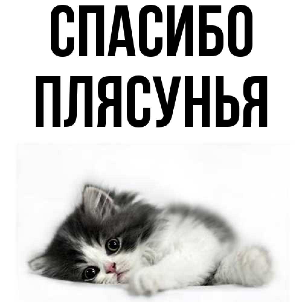 Открытка на каждый день с именем, Плясунья Спасибо черный и белый кот Прикольная открытка с пожеланием онлайн скачать бесплатно 