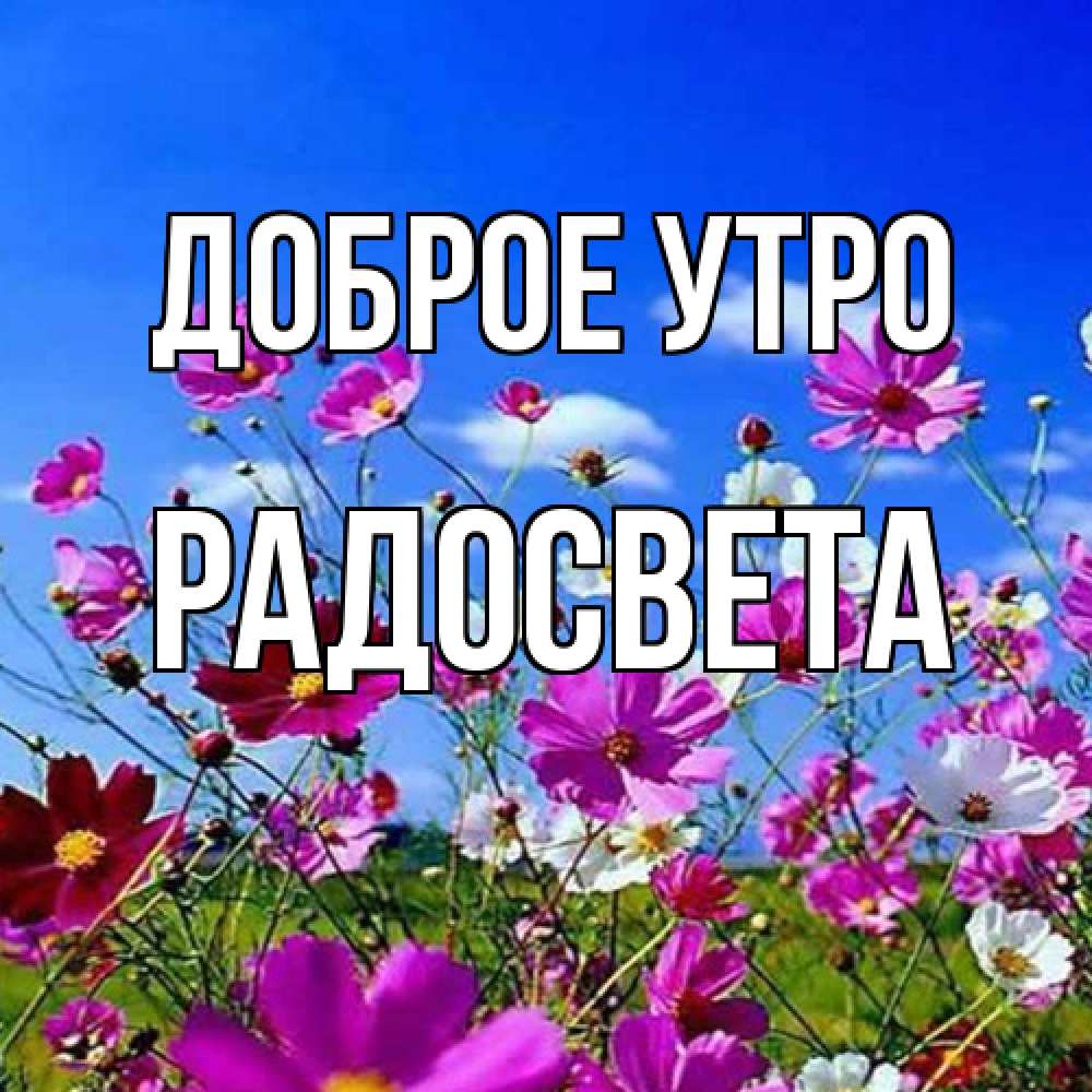 Открытка на каждый день с именем, Радосвета Доброе утро сиреневые цветы Прикольная открытка с пожеланием онлайн скачать бесплатно 