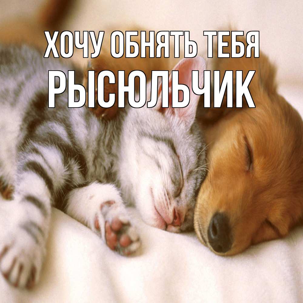 Открытка на каждый день с именем, Рысюльчик Хочу обнять тебя пес и котенок Прикольная открытка с пожеланием онлайн скачать бесплатно 