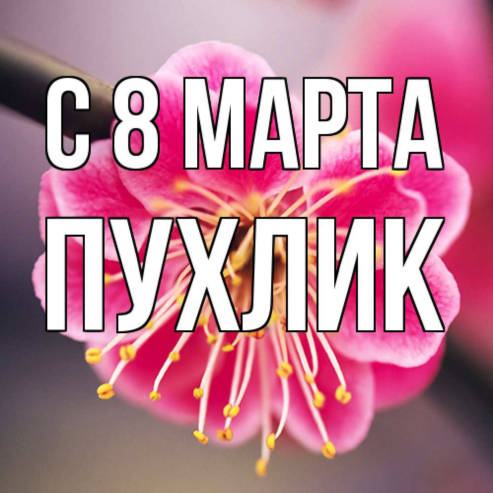 Открытка на каждый день с именем, пухлик C 8 МАРТА цветы Прикольная открытка с пожеланием онлайн скачать бесплатно 