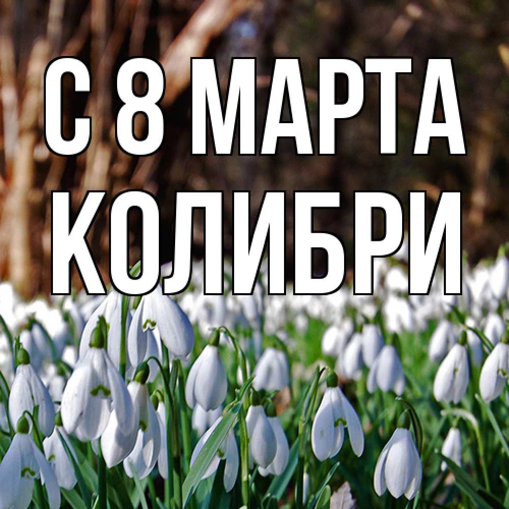 Открытка на каждый день с именем, Колибри C 8 МАРТА с подснежниками 1 Прикольная открытка с пожеланием онлайн скачать бесплатно 