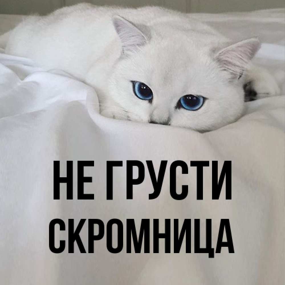 Открытка на каждый день с именем, Скромница Не грусти Голубоглазая кошка Прикольная открытка с пожеланием онлайн скачать бесплатно 