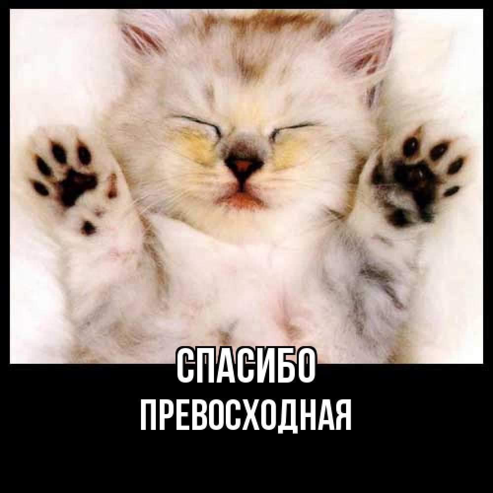 Открытка на каждый день с именем, Пpевосходная Спасибо маленький котенок Прикольная открытка с пожеланием онлайн скачать бесплатно 