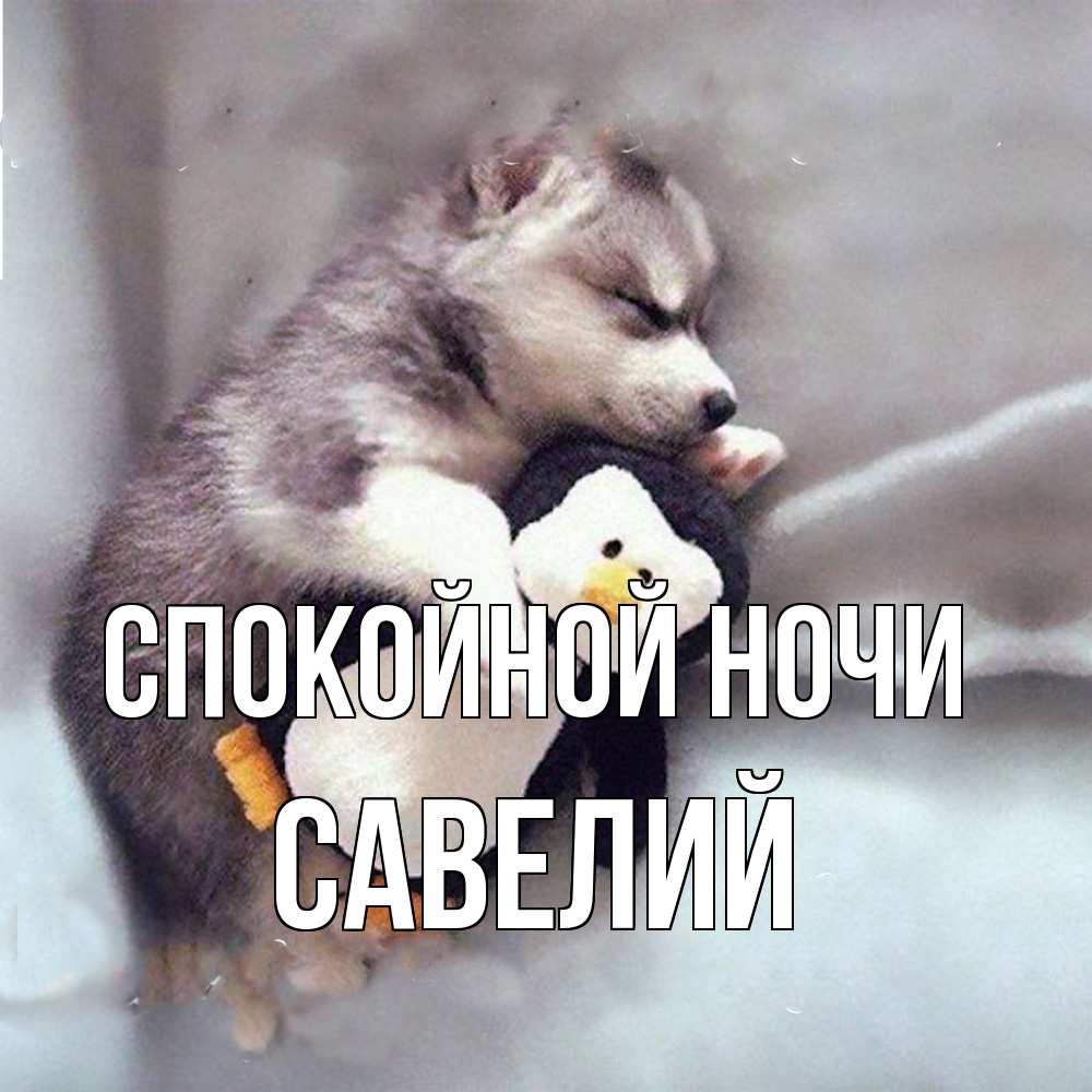 Открытка на каждый день с именем, Савелий Спокойной ночи обнимашки щенка и пингвина Прикольная открытка с пожеланием онлайн скачать бесплатно 
