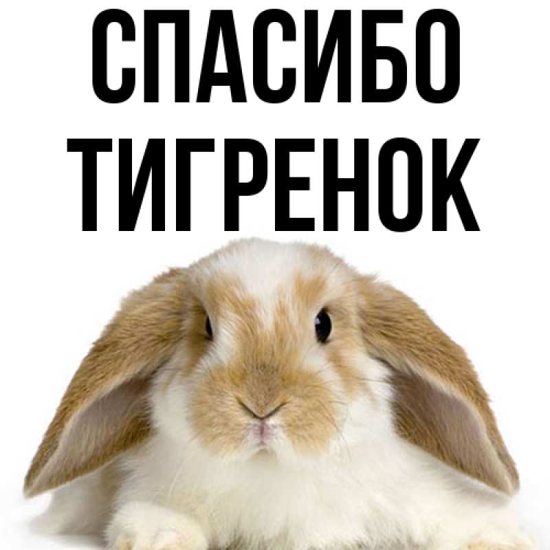Картинка Спасибо, Тигpенок
