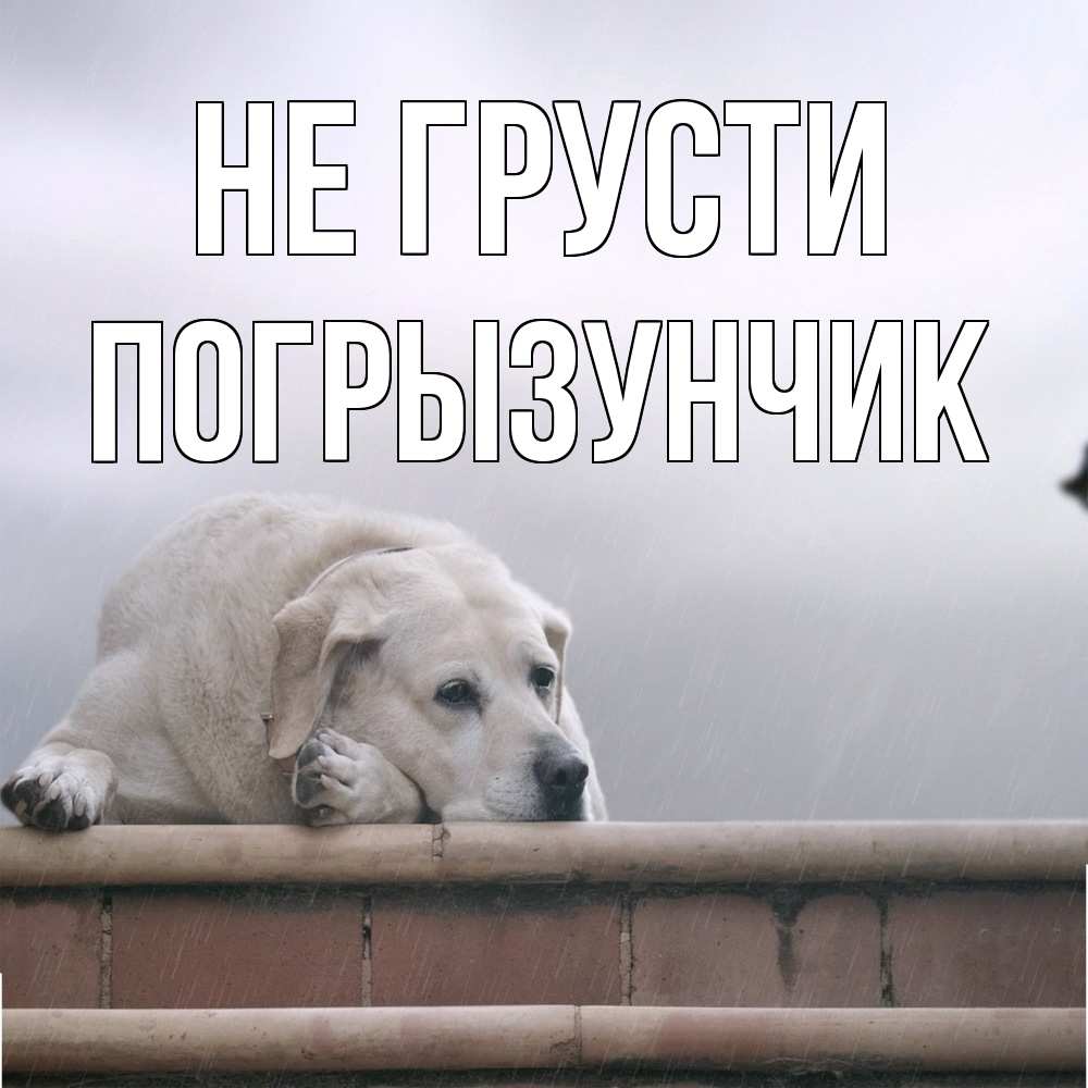 Открытка на каждый день с именем, Погрызунчик Не грусти белый пес 1 Прикольная открытка с пожеланием онлайн скачать бесплатно 