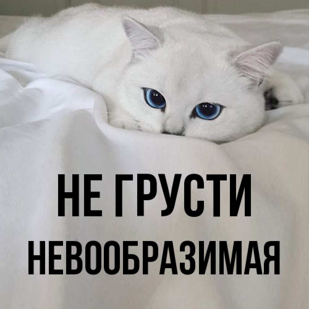 Открытка на каждый день с именем, Невообразимая Не грусти Голубоглазая кошка Прикольная открытка с пожеланием онлайн скачать бесплатно 