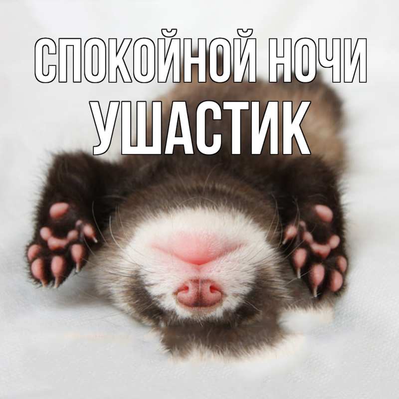 Картинка Спокойной ночи, Ушастик