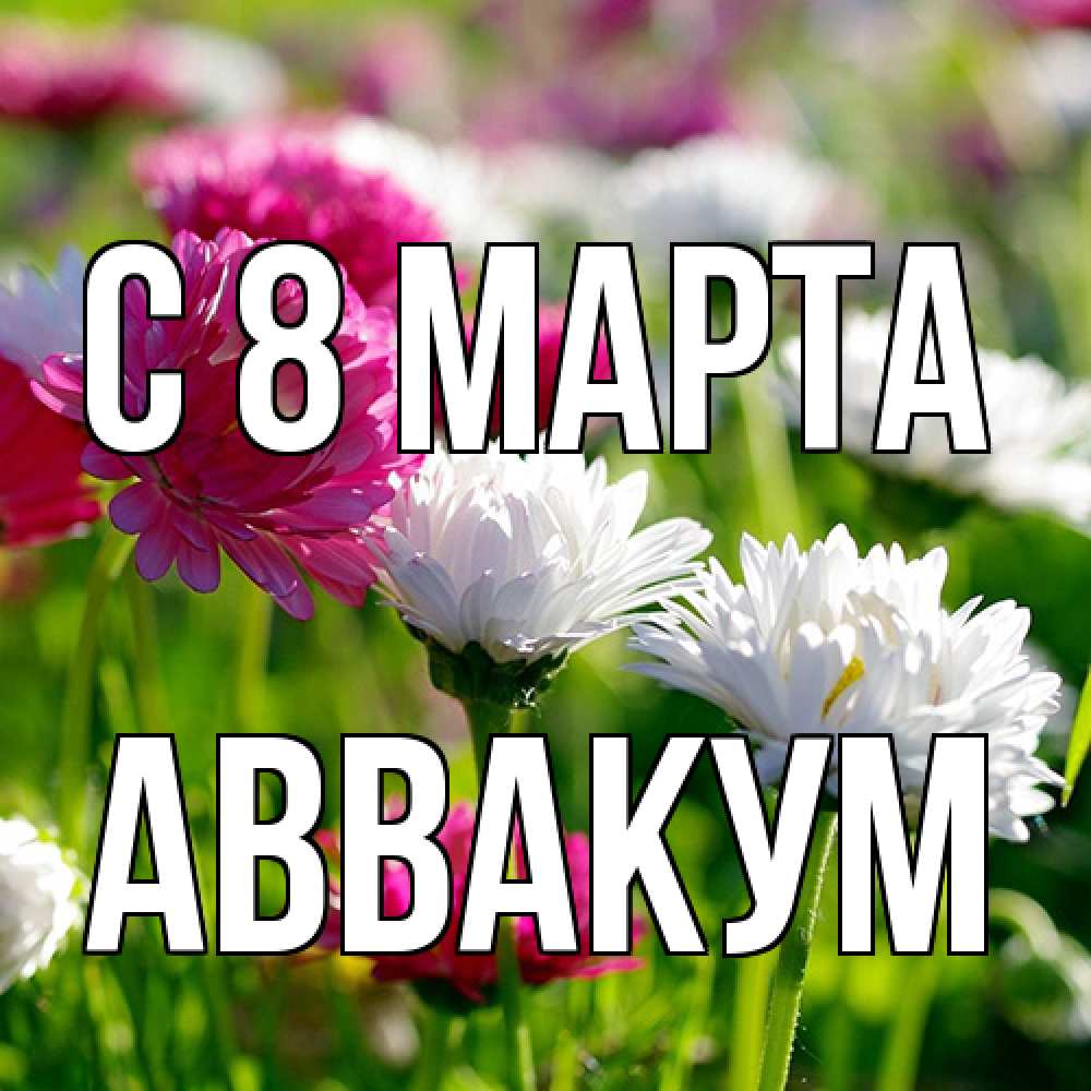 Открытка на каждый день с именем, Аввакум C 8 МАРТА международный женский день 1 Прикольная открытка с пожеланием онлайн скачать бесплатно 