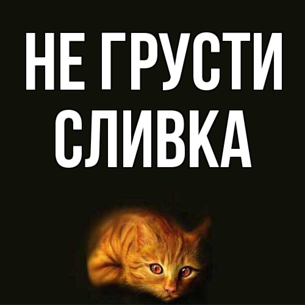 Открытка на каждый день с именем, Сливка Не грусти лежащий кот в темноте Прикольная открытка с пожеланием онлайн скачать бесплатно 