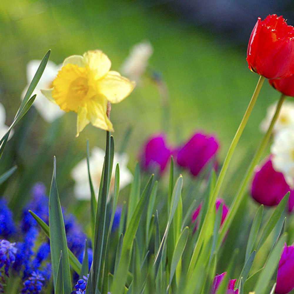 Открытка на каждый день с именем, Ласточка C 8 МАРТА международный женский день 3 Прикольная открытка с пожеланием онлайн скачать бесплатно 