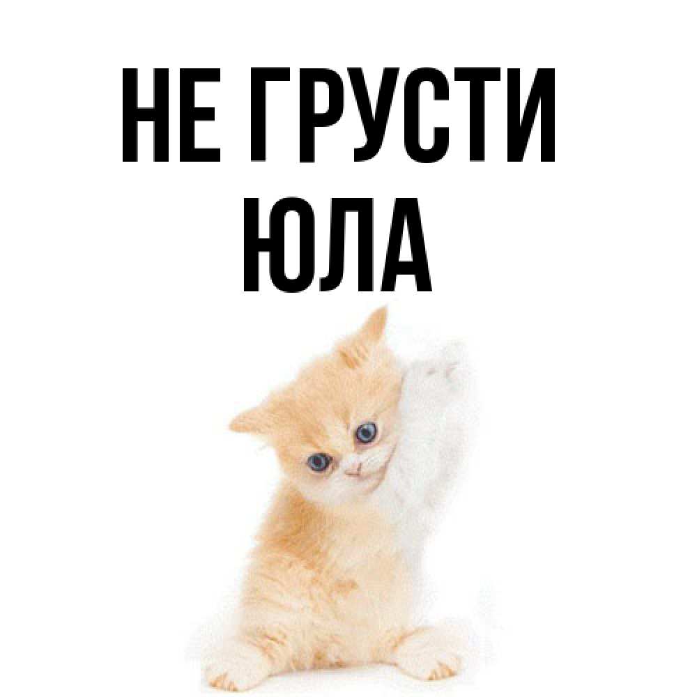 Открытка на каждый день с именем, юла Не грусти просящий кот Прикольная открытка с пожеланием онлайн скачать бесплатно 