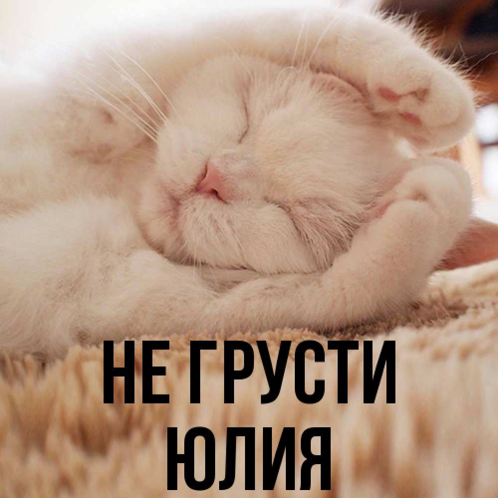 Открытка на каждый день с именем, Юлия Не грусти Котенок спит Прикольная открытка с пожеланием онлайн скачать бесплатно 