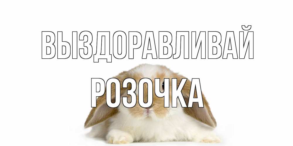 Открытка на каждый день с именем, Розочка Выздоравливай вислоухий кролик белого и коричневого цвета Прикольная открытка с пожеланием онлайн скачать бесплатно 