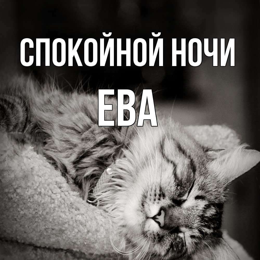 Открытка на каждый день с именем, Ева Спокойной ночи котярик пушистый Прикольная открытка с пожеланием онлайн скачать бесплатно 