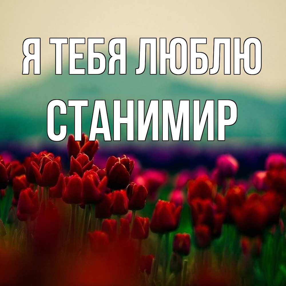 Открытка на каждый день с именем, Станимир Я тебя люблю тюльпаны 4 Прикольная открытка с пожеланием онлайн скачать бесплатно 