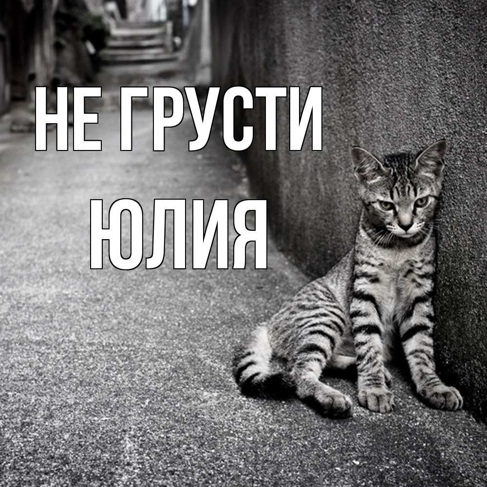 Открытка на каждый день с именем, Юлия Не грусти скучающий котик Прикольная открытка с пожеланием онлайн скачать бесплатно 
