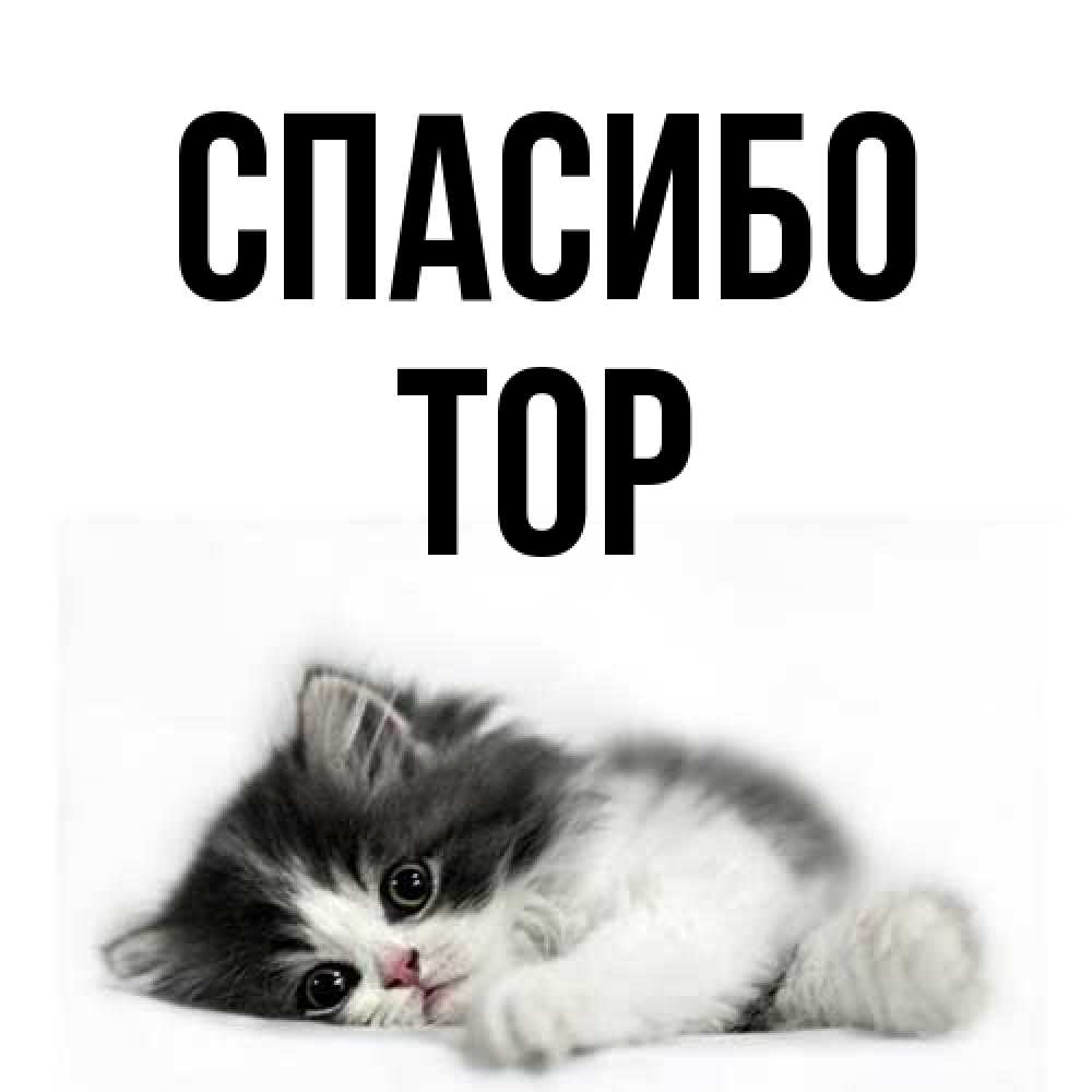 Открытка на каждый день с именем, Тор Спасибо черный и белый кот Прикольная открытка с пожеланием онлайн скачать бесплатно 