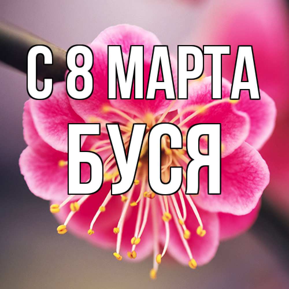 Открытка на каждый день с именем, Буся C 8 МАРТА цветы Прикольная открытка с пожеланием онлайн скачать бесплатно 