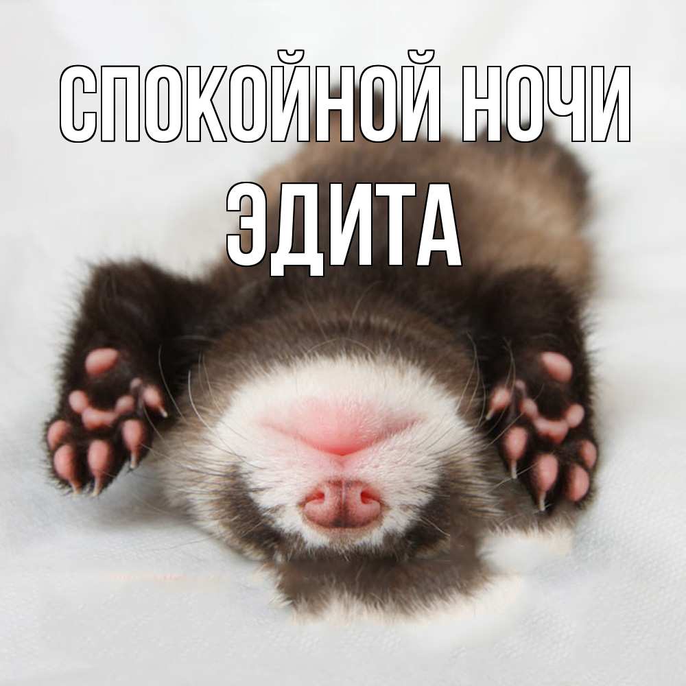 Открытка на каждый день с именем, Эдита Спокойной ночи зверек Прикольная открытка с пожеланием онлайн скачать бесплатно 