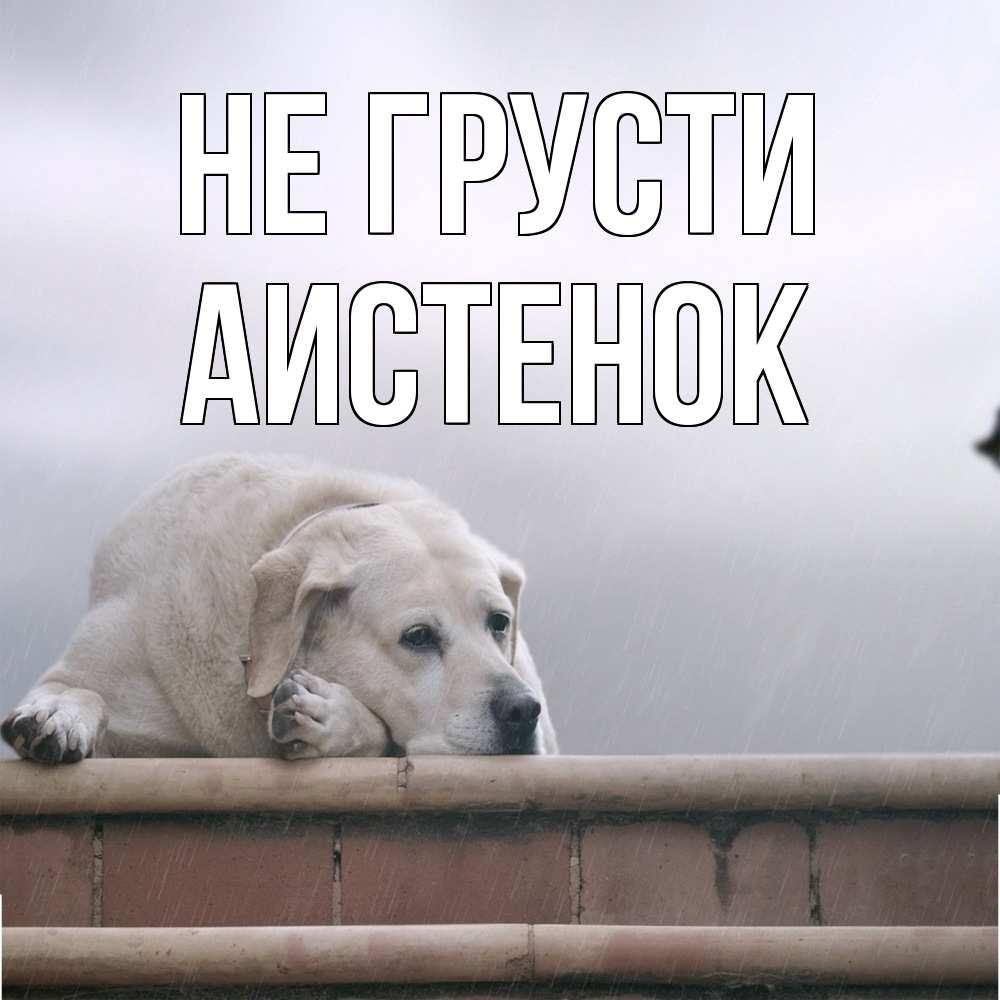 Открытка на каждый день с именем, аистенок Не грусти белый пес 1 Прикольная открытка с пожеланием онлайн скачать бесплатно 