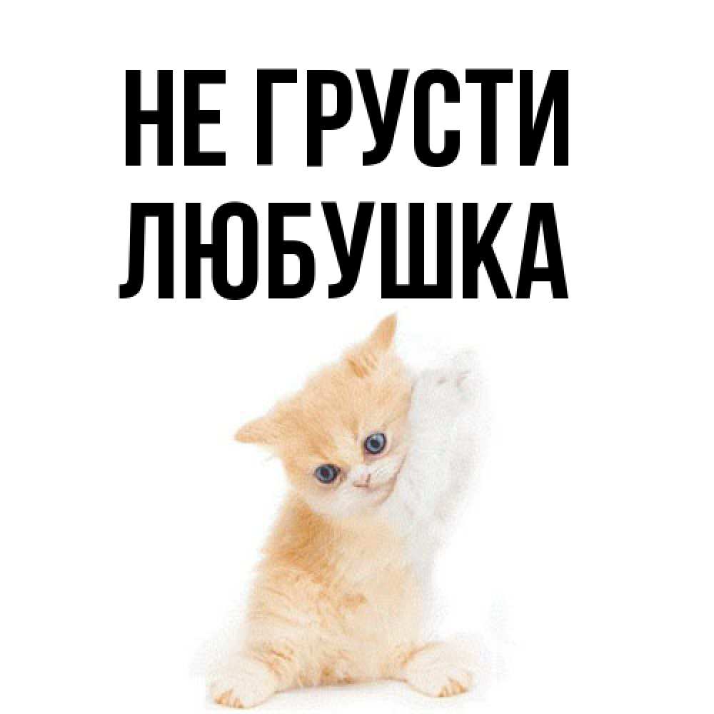 Открытка на каждый день с именем, Любушка Не грусти просящий кот Прикольная открытка с пожеланием онлайн скачать бесплатно 