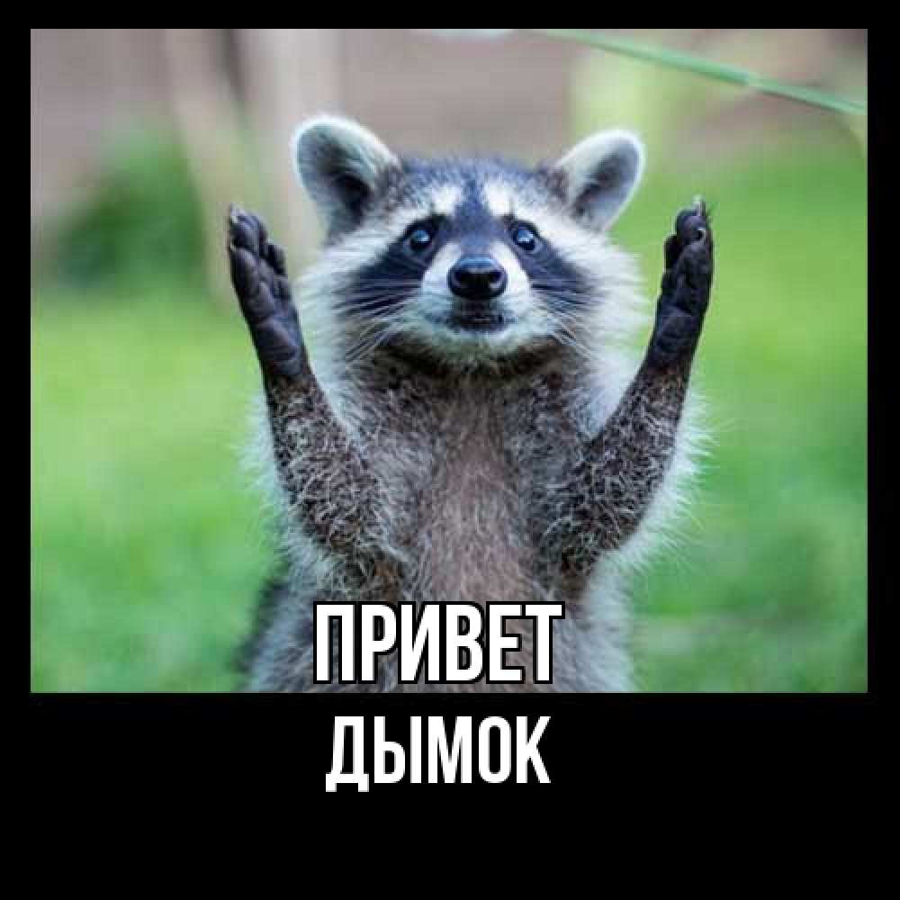 Открытка на каждый день с именем, Дымок Привет животные Прикольная открытка с пожеланием онлайн скачать бесплатно 