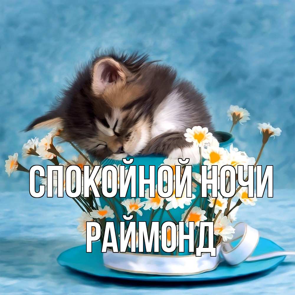 Открытка на каждый день с именем, Раймонд Спокойной ночи котенок спит в кружке с блюдцем Прикольная открытка с пожеланием онлайн скачать бесплатно 