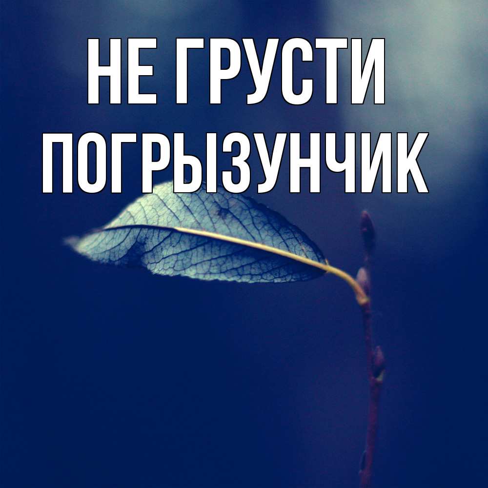 Открытка на каждый день с именем, Погрызунчик Не грусти растение Прикольная открытка с пожеланием онлайн скачать бесплатно 