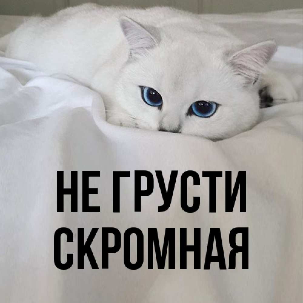 Открытка на каждый день с именем, скромная Не грусти Голубоглазая кошка Прикольная открытка с пожеланием онлайн скачать бесплатно 