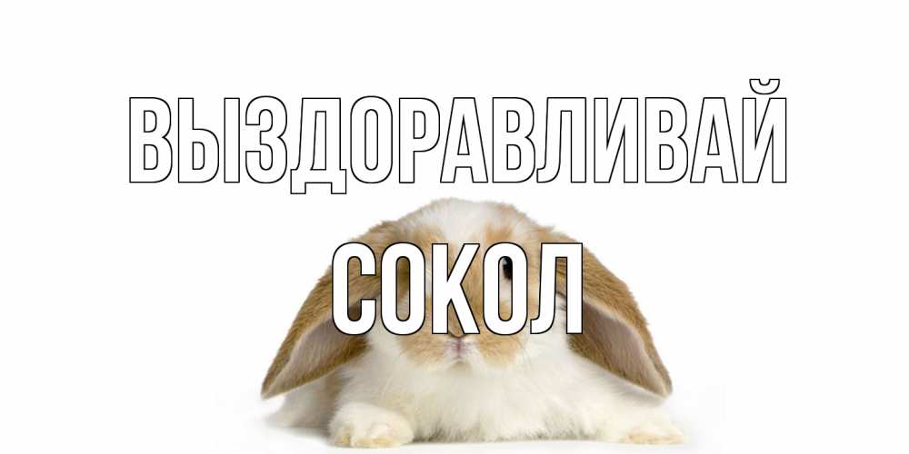 Открытка на каждый день с именем, Сокол Выздоравливай вислоухий кролик белого и коричневого цвета Прикольная открытка с пожеланием онлайн скачать бесплатно 