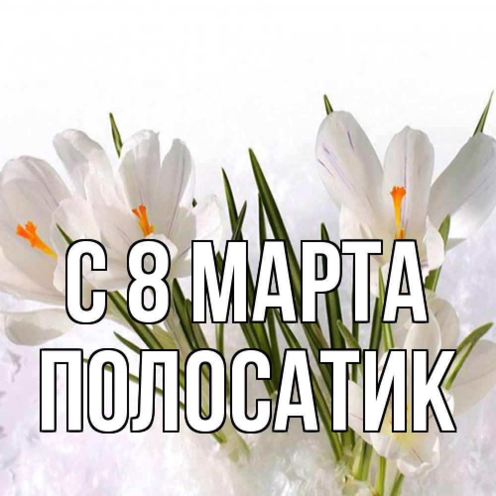 Открытка на каждый день с именем, полосатик C 8 МАРТА под снегом Прикольная открытка с пожеланием онлайн скачать бесплатно 