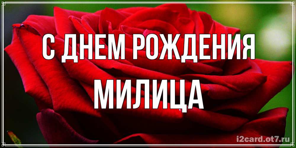 Открытка на каждый день с именем, Милица С днем рождения розочка очень красивая Прикольная открытка с пожеланием онлайн скачать бесплатно 