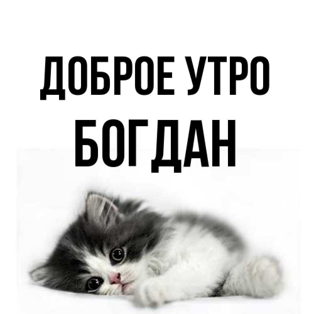 Открытка на каждый день с именем, Богдан Доброе утро кот лапки Прикольная открытка с пожеланием онлайн скачать бесплатно 