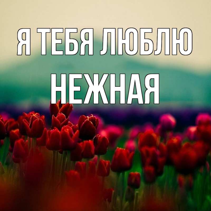 Картинка Я тебя люблю, Нежная