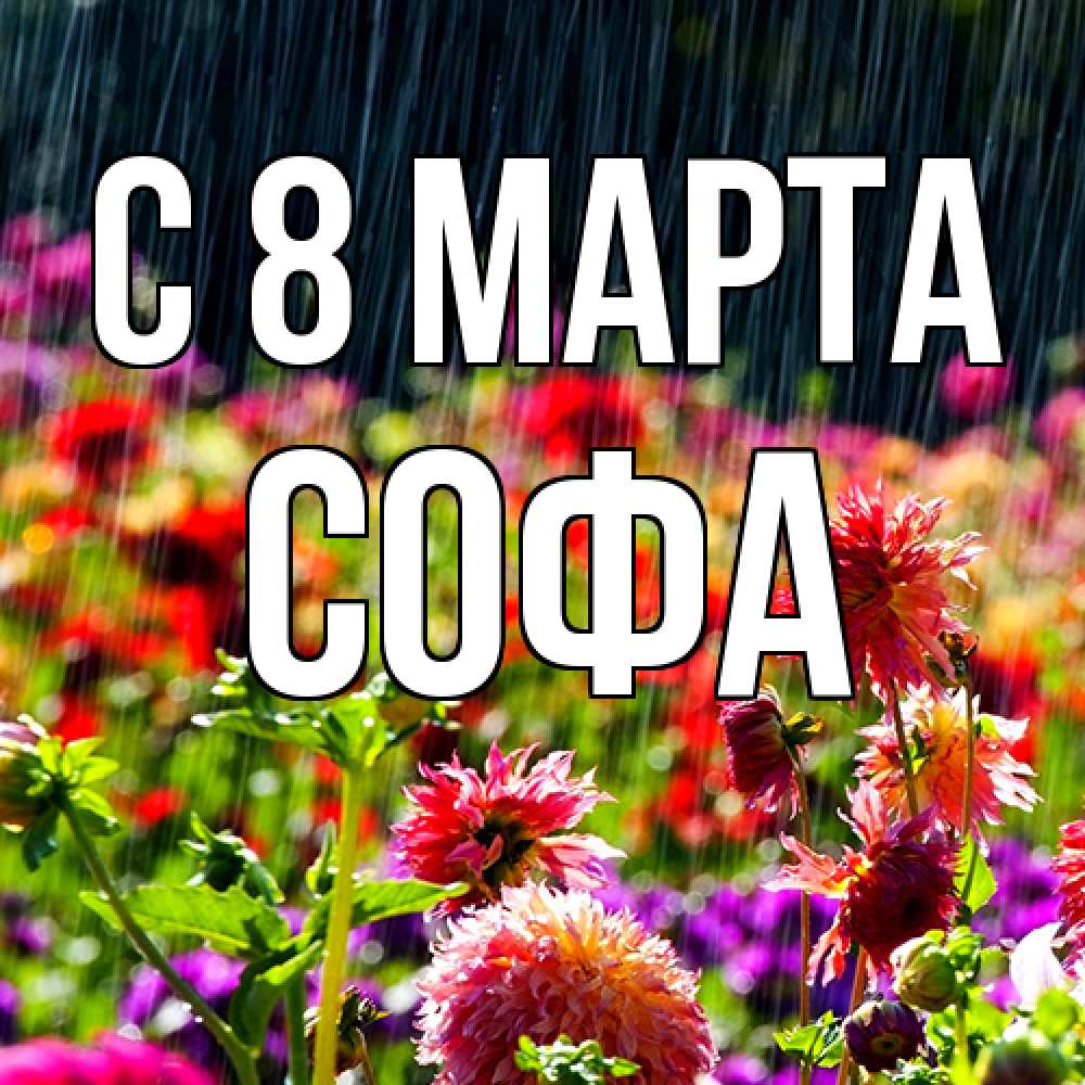 Открытка на каждый день с именем, Софа C 8 МАРТА цветы под дождиком к международному женскому дню Прикольная открытка с пожеланием онлайн скачать бесплатно 