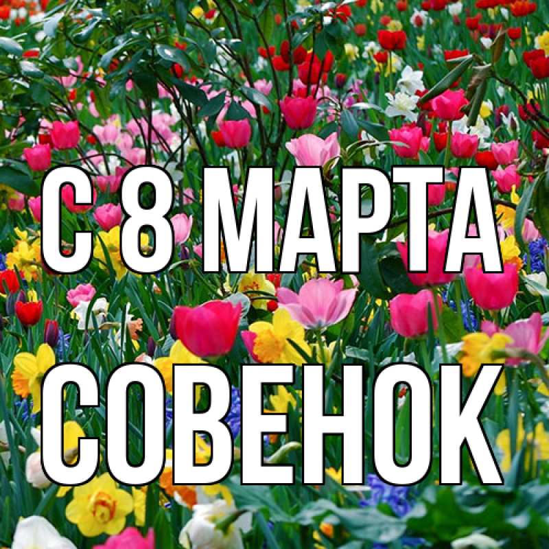 Картинка C 8 МАРТА, совенок