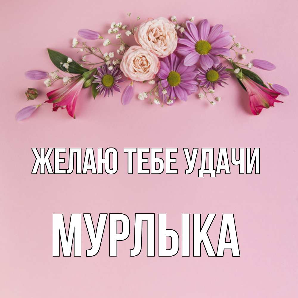 Открытка на каждый день с именем, мурлыка Желаю тебе удачи розовый фон Прикольная открытка с пожеланием онлайн скачать бесплатно 
