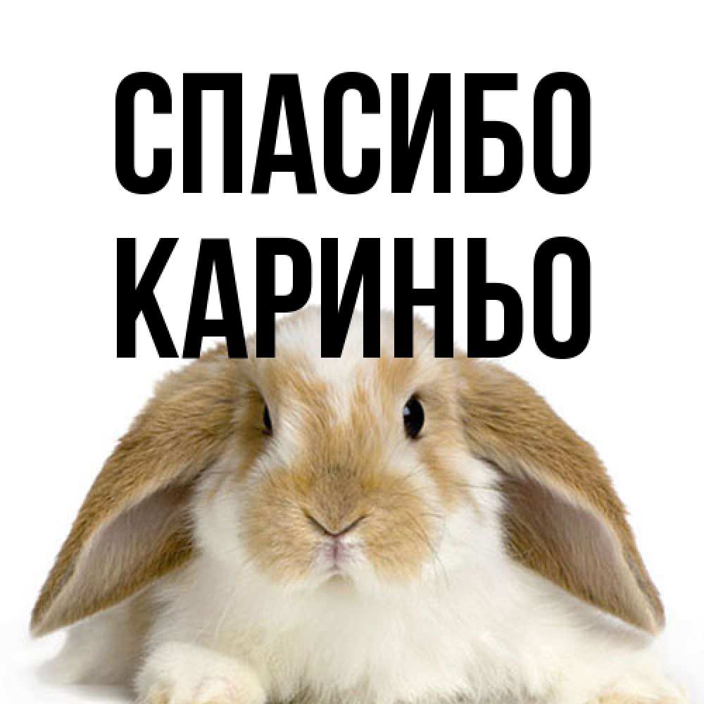 Открытка на каждый день с именем, Кариньо Спасибо коричнево белый заяц Прикольная открытка с пожеланием онлайн скачать бесплатно 