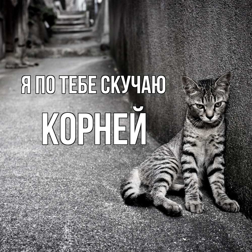 Открытка на каждый день с именем, Корней Я по тебе скучаю одиноко котику Прикольная открытка с пожеланием онлайн скачать бесплатно 