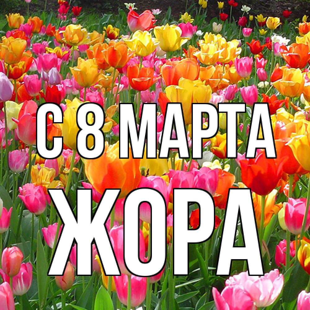 Открытка на каждый день с именем, Жора C 8 МАРТА на международный женский день Прикольная открытка с пожеланием онлайн скачать бесплатно 